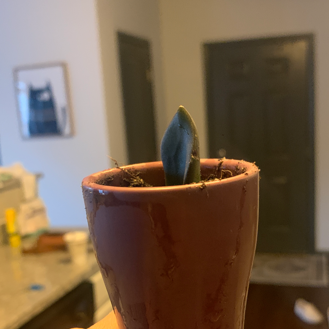 Photo of the plant species Echeveria cuspidata Rose by @RootingForYou named mark on Greg, the plant care app
