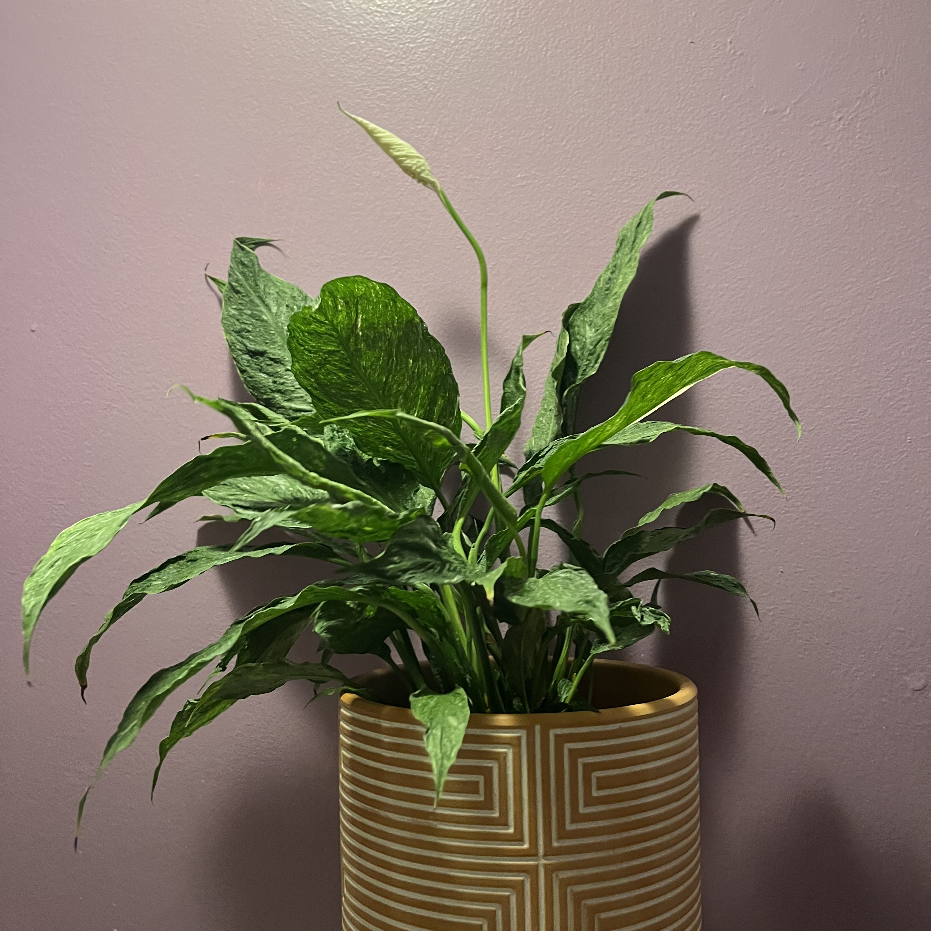 Variegated Peace Lily in a decorative pot against a purple wall.