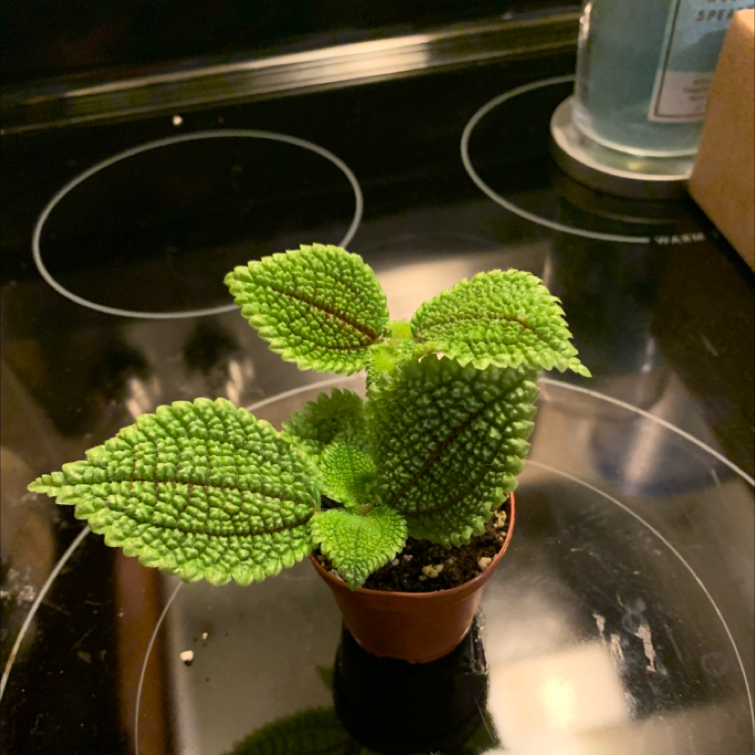 Pilea mollis plant in a small pot with vibrant green leaves and distinct veining.