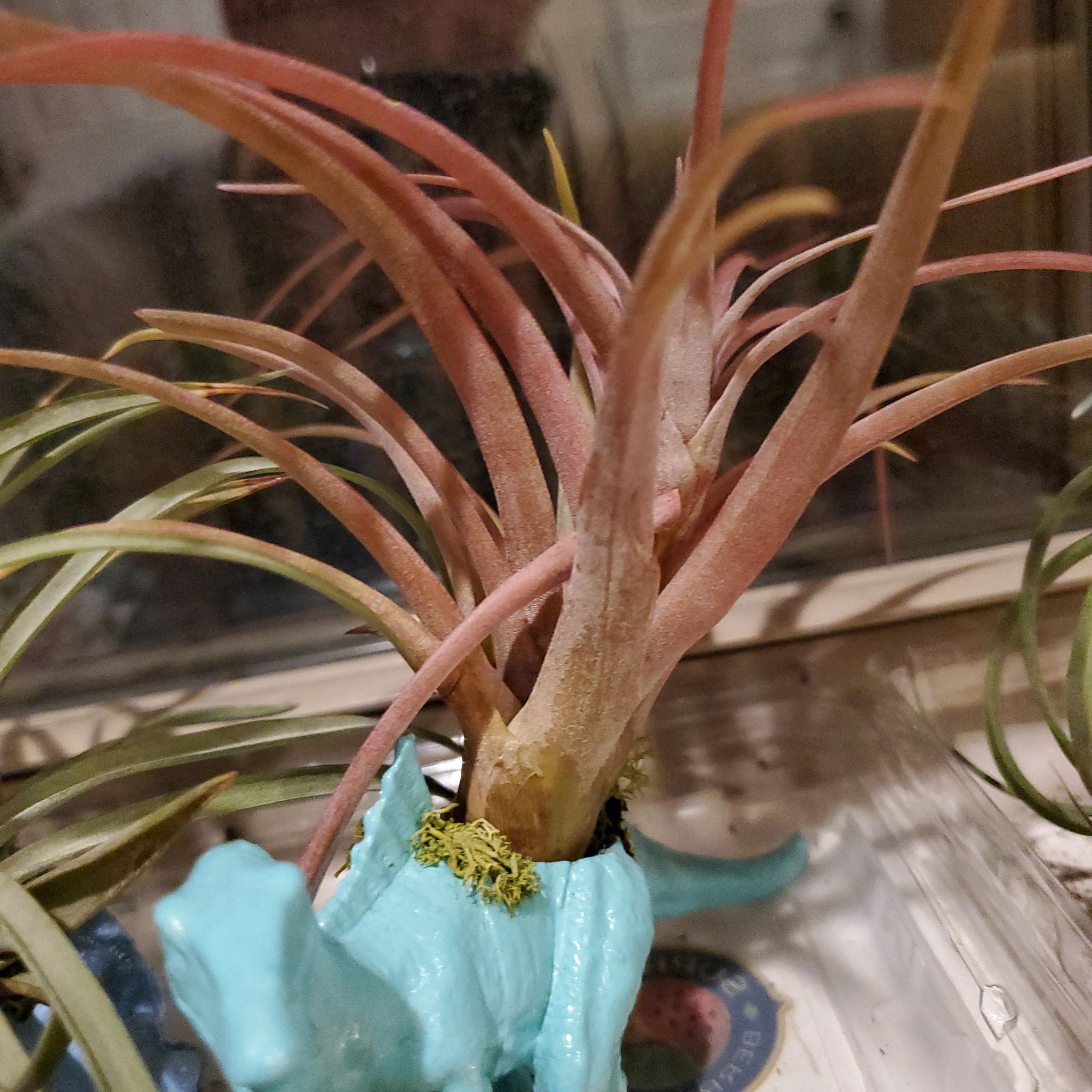 Tillandsia velutina plant with pinkish leaves in a decorative holder.