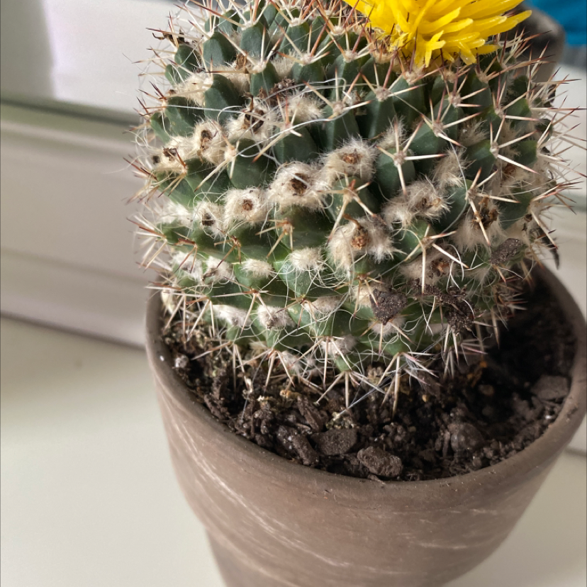 Mexican Pincushion cactus in a pot with a yellow flower on top.