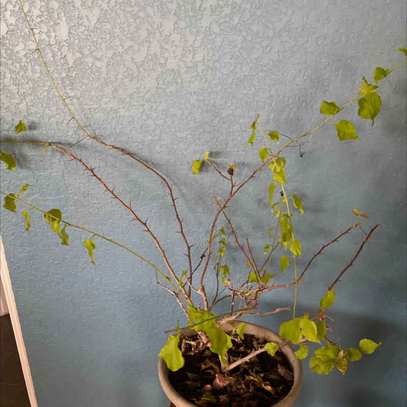 Bougainvillea plant with sparse foliage and several bare branches in a pot against a blue wall.