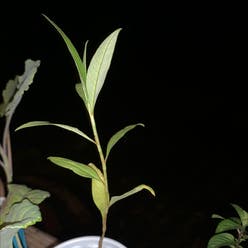 Tropical Milkweed plant