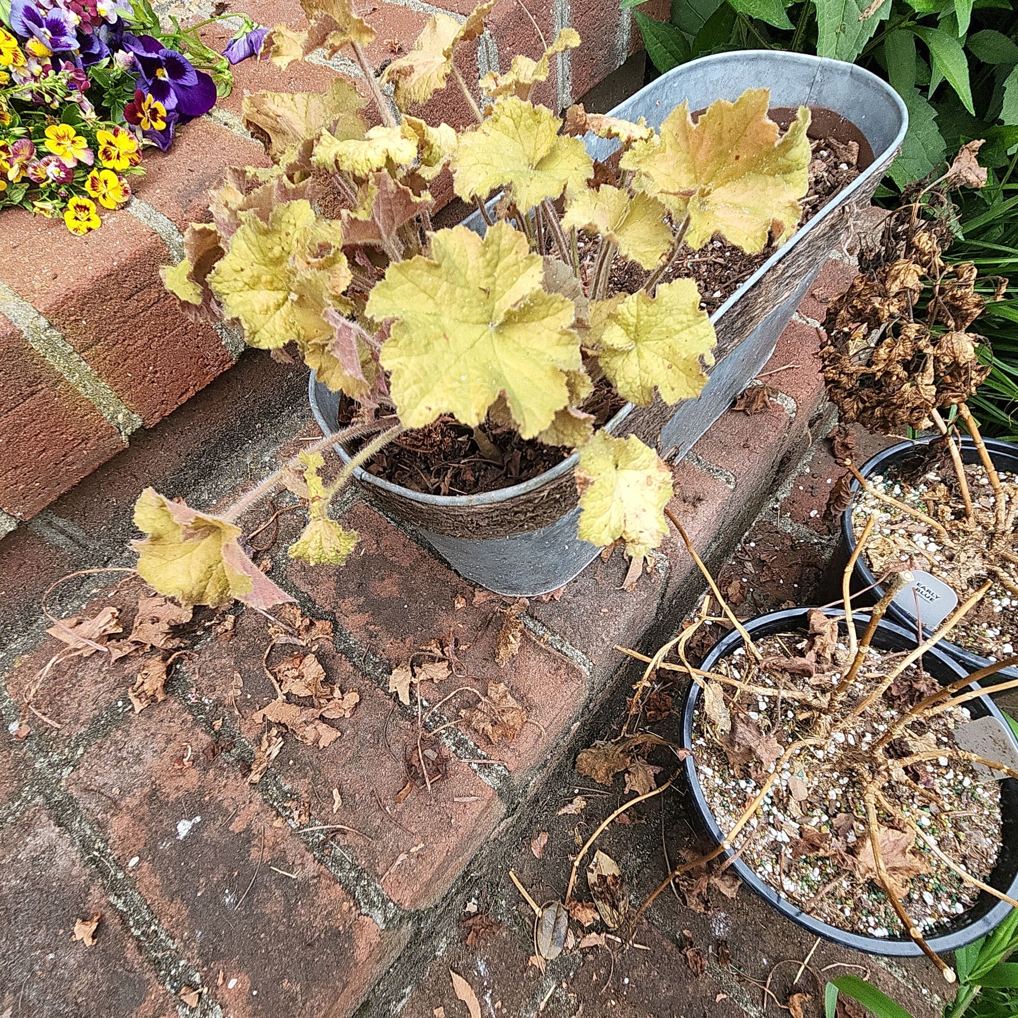 Coral Bells plant in a metal container with yellowing and browning leaves, placed on a brick surface.