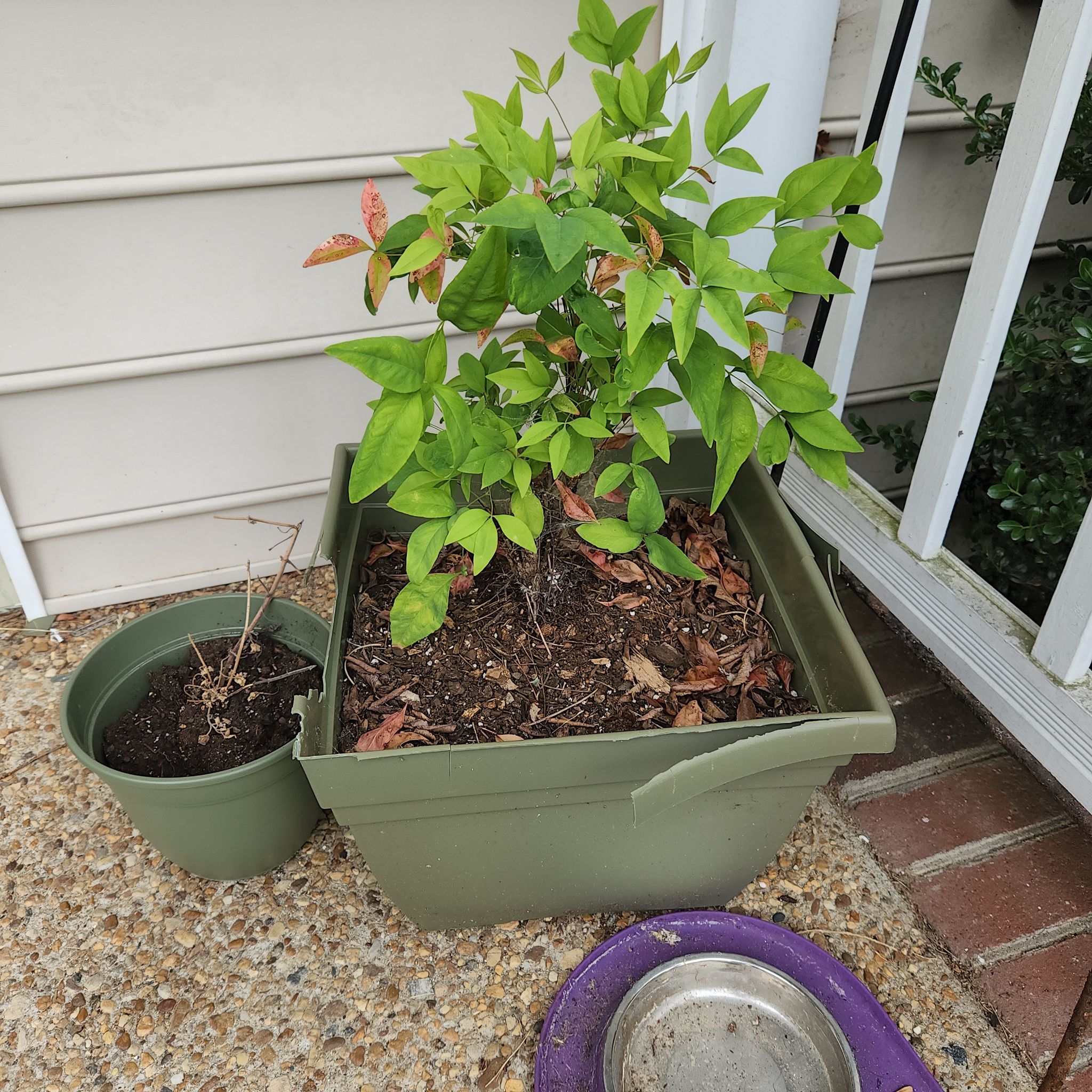 Potted Sacred Bamboo plant with some yellowing and browning leaves, visible soil, and no flowers.