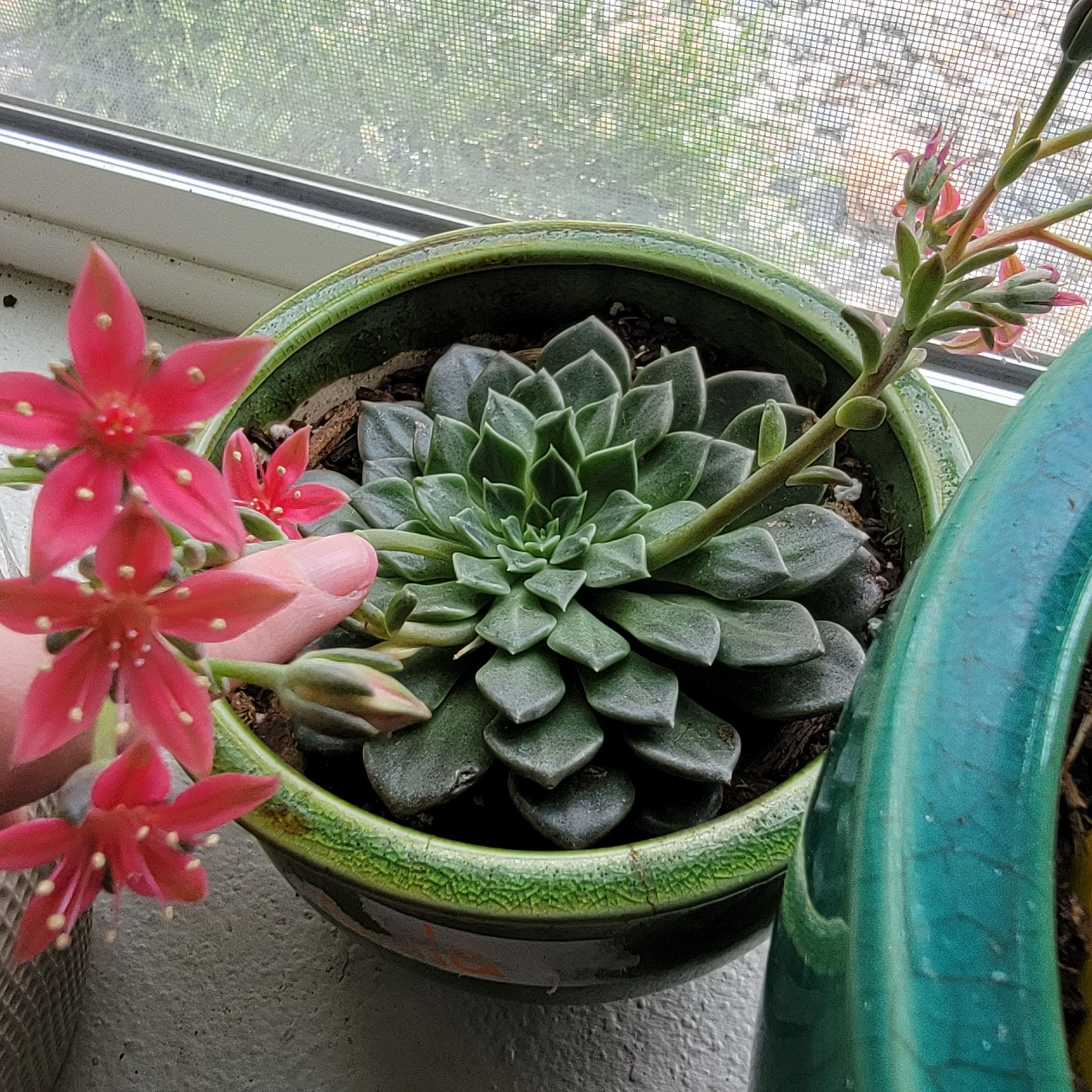Echeveria 'Blue Prince' succulent with pink flowers in a pot, well-cared for.