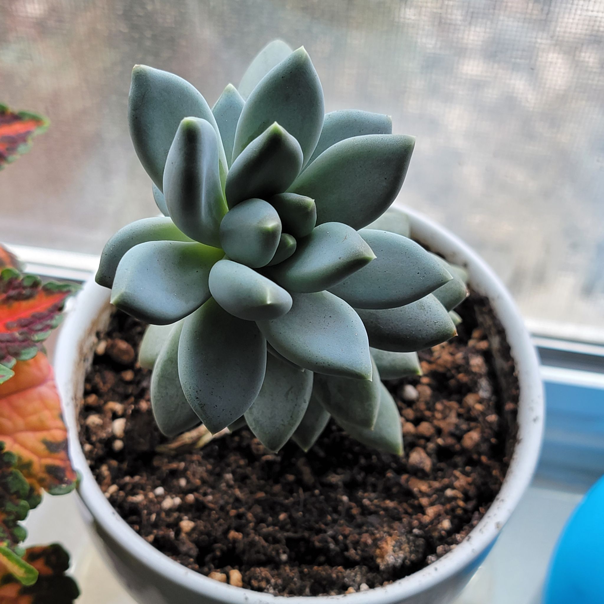 Healthy Graptopetalum 'Murasaki' succulent in a pot with visible soil.