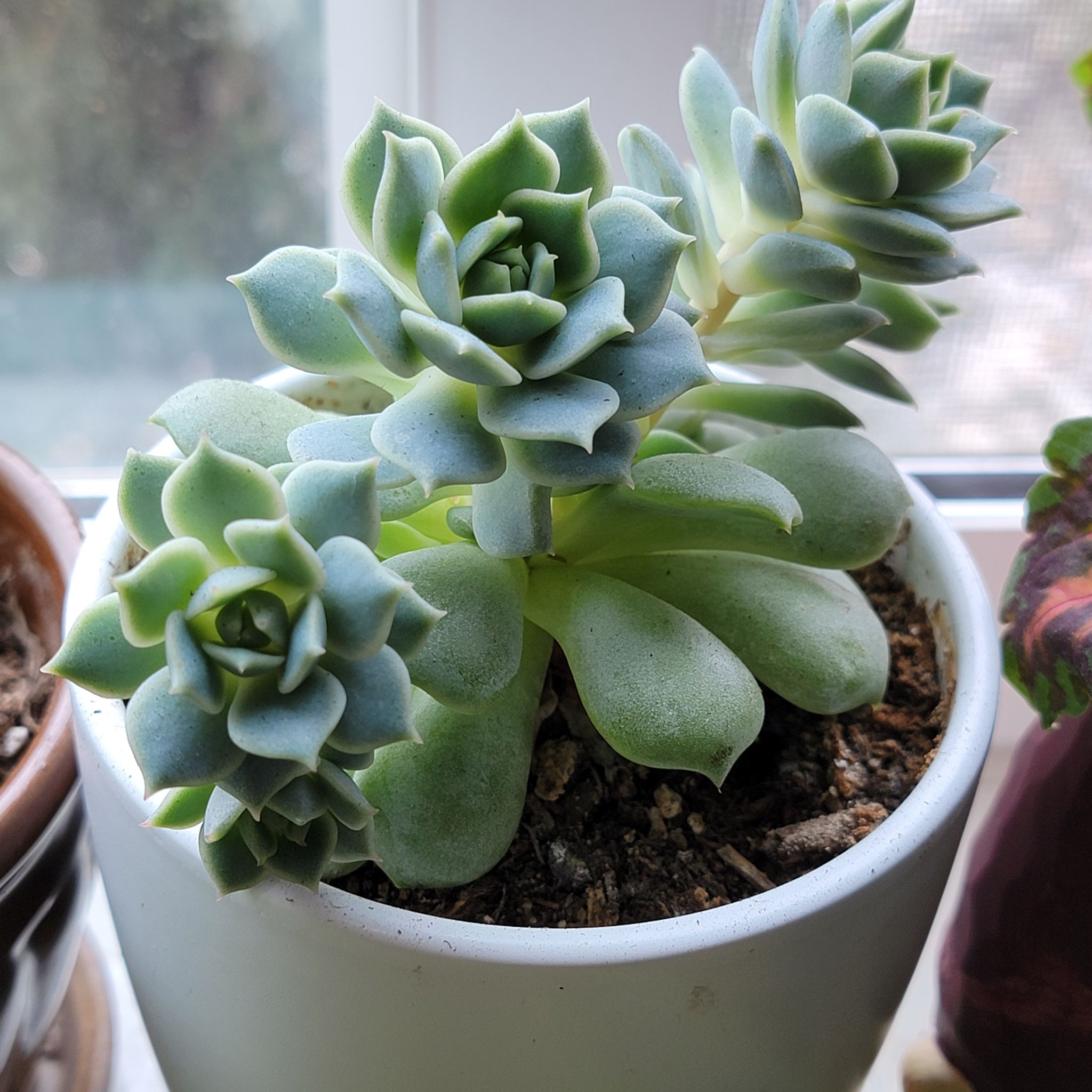 Healthy Echeveria 'Fleur Blanc' succulent in a white pot with visible soil.