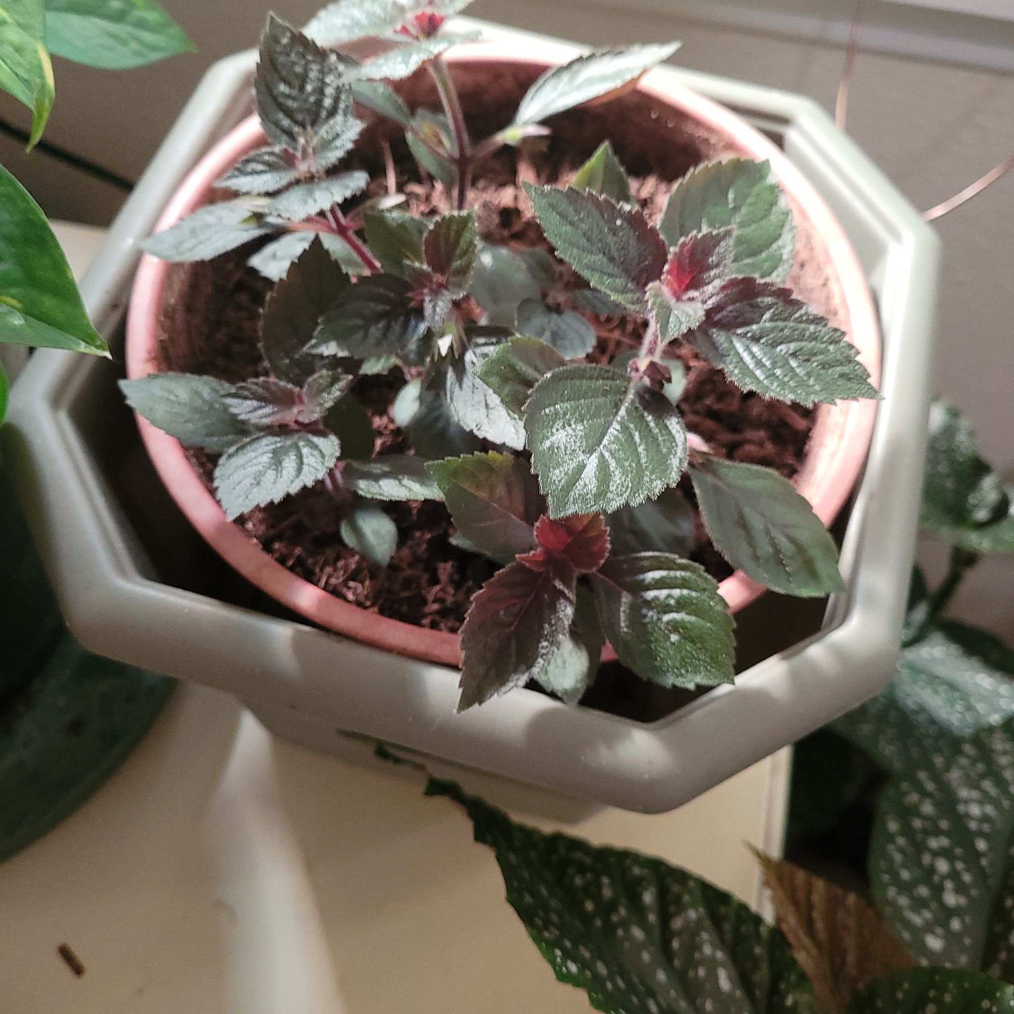Photo of the plant species Achimenes grandiflora by @BuffAlmond named Grace on Greg, the plant care app