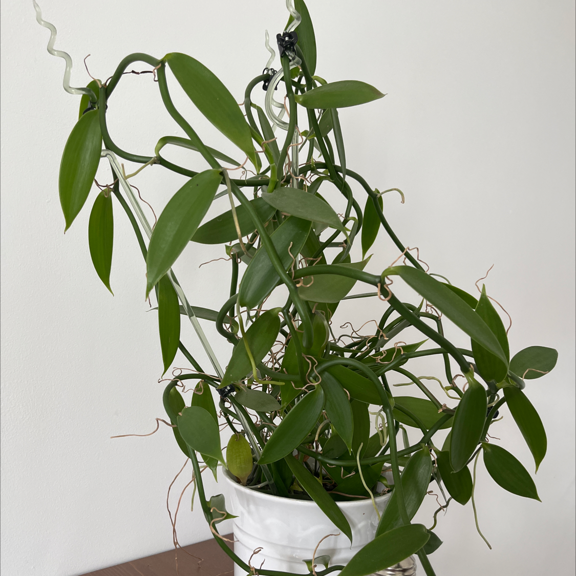 Flat Leafed Vanilla plant in a white pot with vibrant green leaves.
