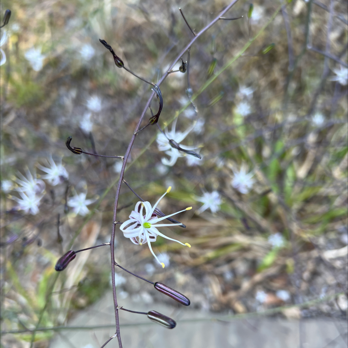 Photo of the plant species California Soaproot by @ManyTarbush named Athena on Greg, the plant care app