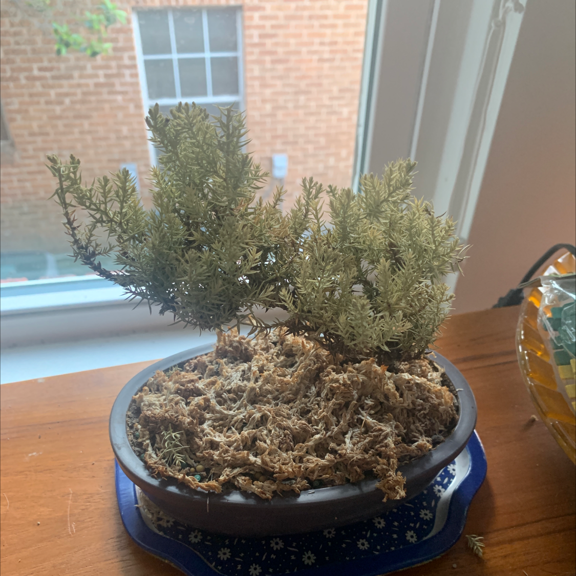 Photo of the plant species Japanese Garden Juniper by @Poisoneye_v named Sadzai on Greg, the plant care app