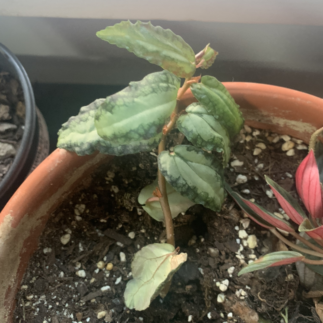 Photo of the plant species Watermelon Vine by @Poisoneye_v named Fear the repens on Greg, the plant care app