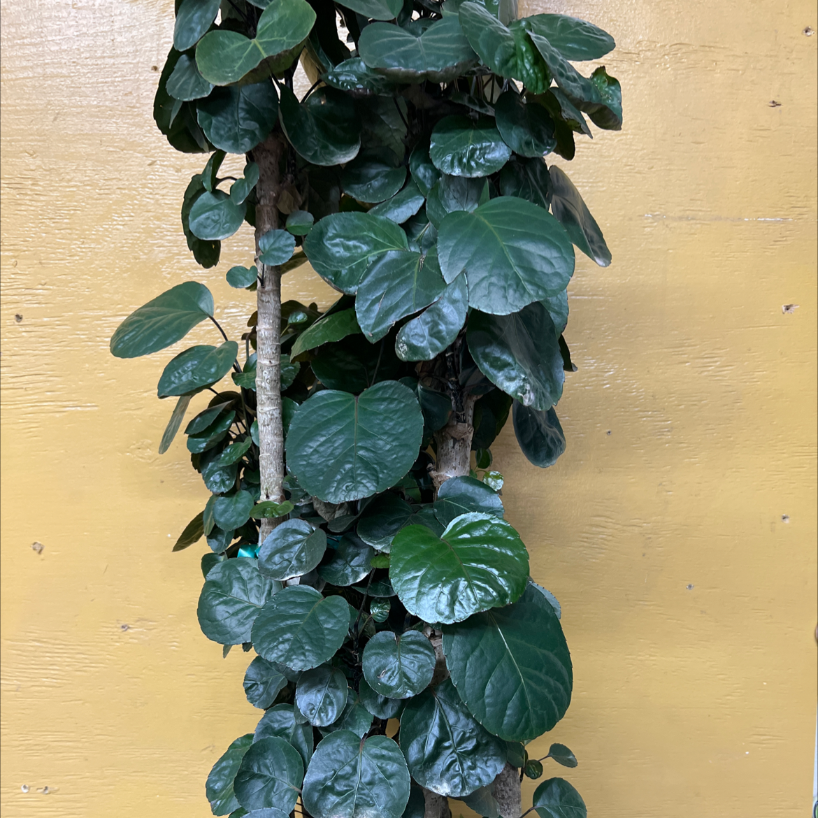 Fabian Aralia plant with healthy, dark green leaves against a yellow background.