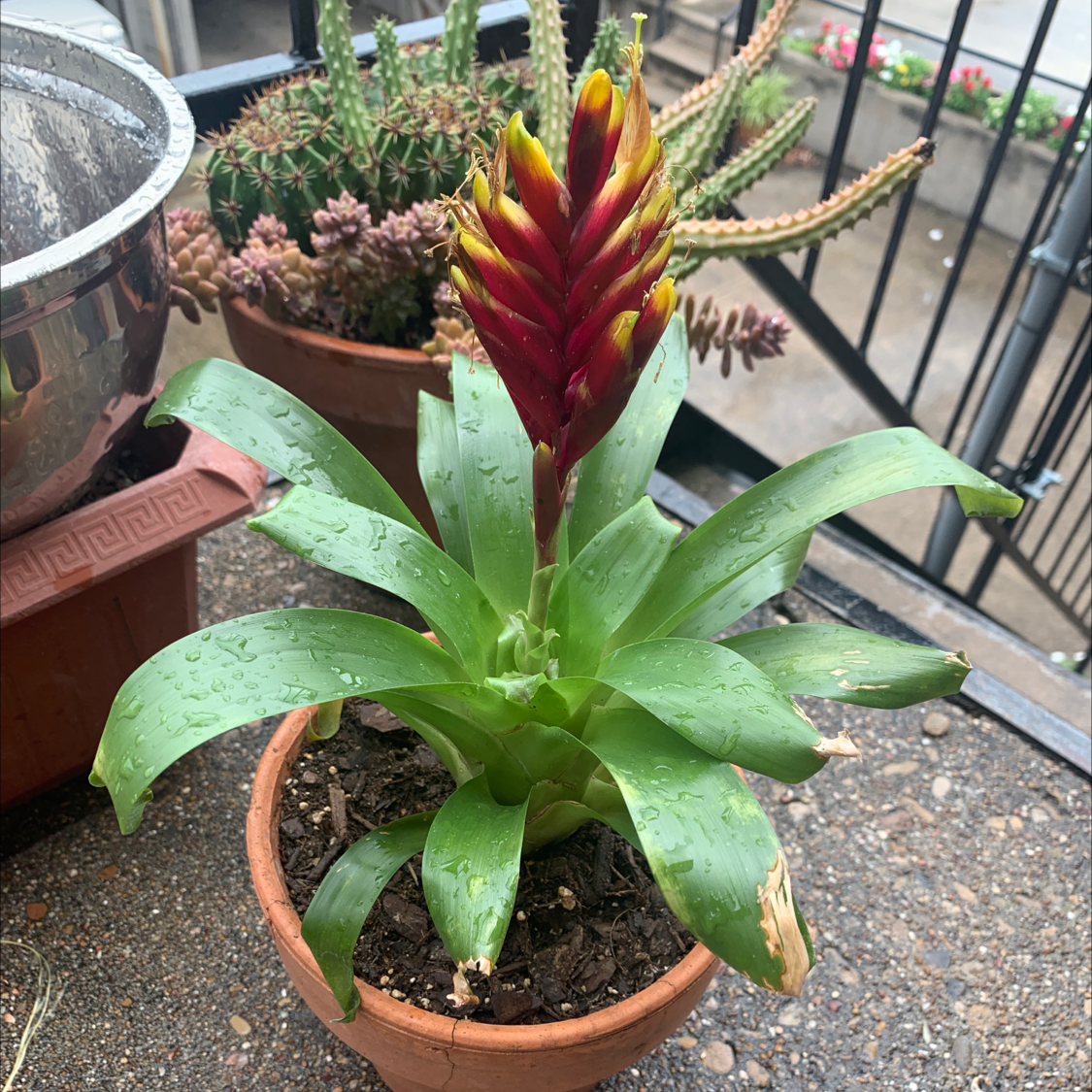 Flaming Sword plant (Vriesea splendens) in a pot with vibrant red and yellow flowers and green leaves.