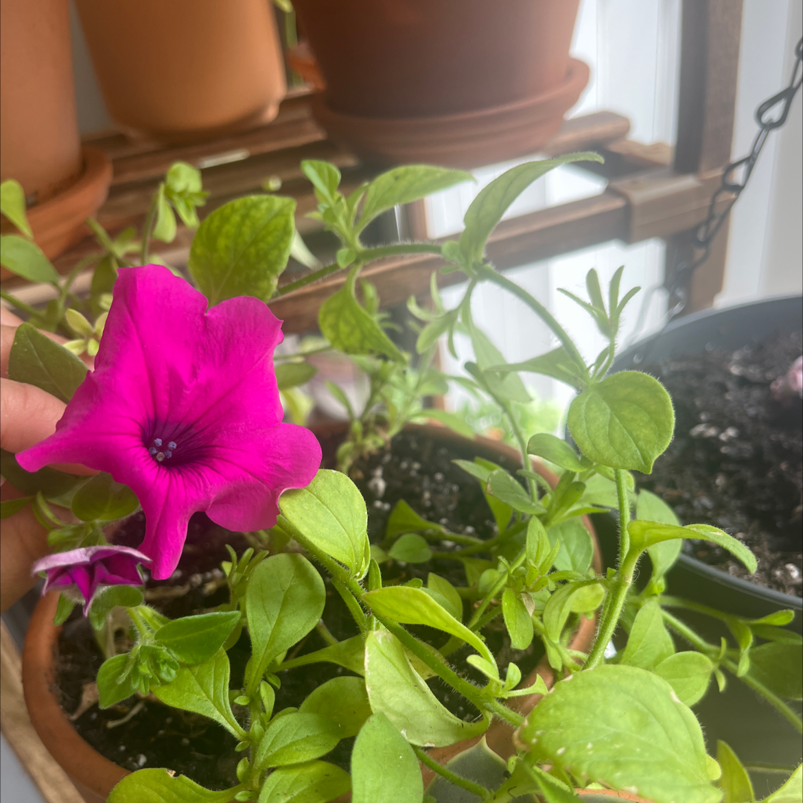 Photo of the plant species Crazytunia Tiki Torch by @GlossyPhlox named Rosa on Greg, the plant care app
