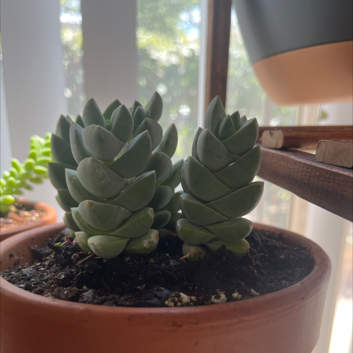 Two Crassula 'Moonglow' plants in a terracotta pot with visible soil, well-framed and in focus.