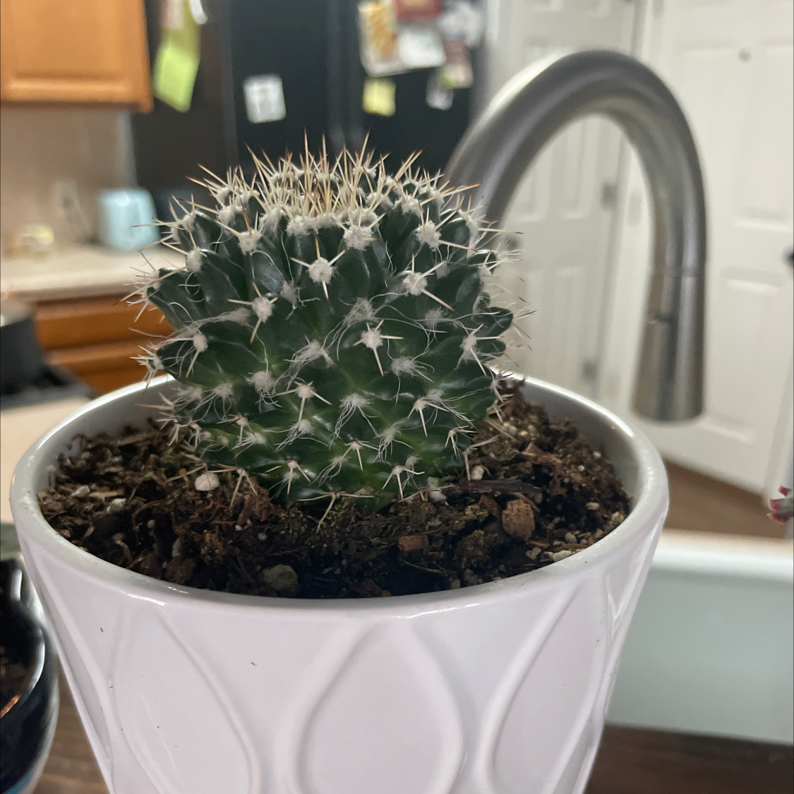 Mexican Pincushion cactus in a white pot with visible soil, well-framed and in focus.
