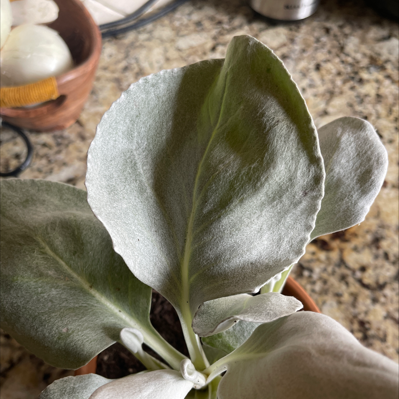 Angel Wings Senecio plant with large, silvery-green leaves in a pot.