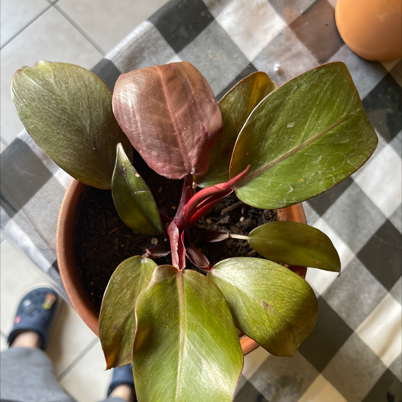 Philodendron 'Black Cardinal' plant in a pot with healthy leaves.