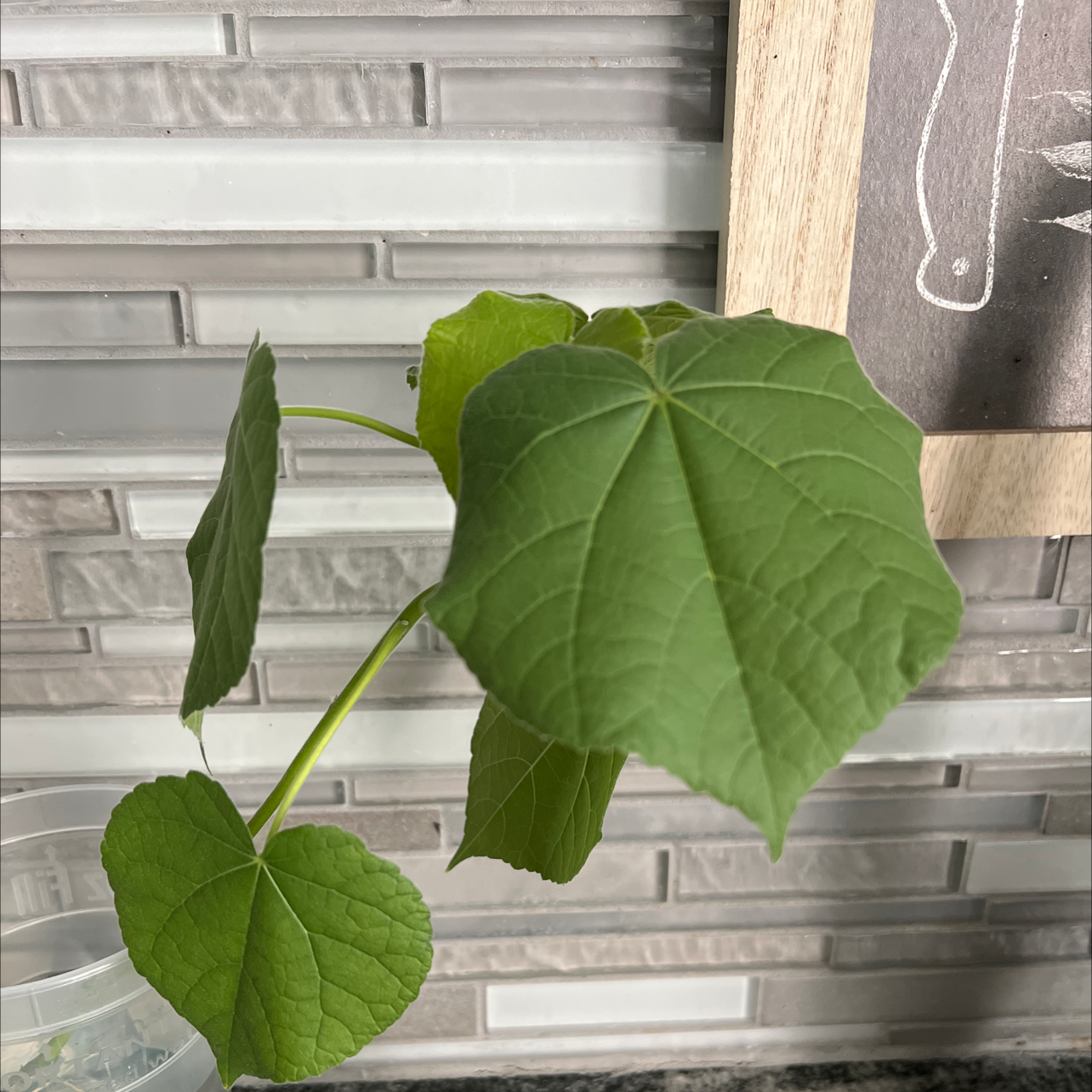 Velvetleaf plant with large, heart-shaped leaves against a tiled wall background.