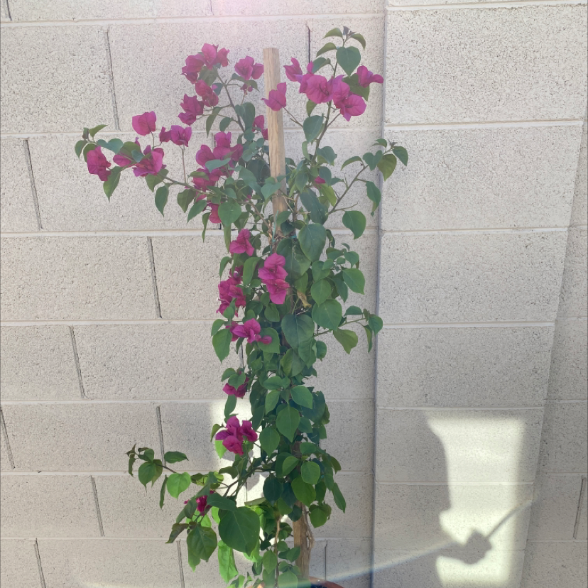 Lesser Bougainvillea plant with vibrant pink flowers, supported by a stake.