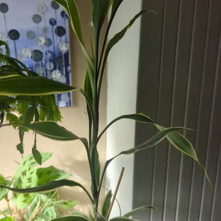 Photo of the plant species Dwarf White-Striped Bamboo by @DeterminedNeem named Darwin on Greg, the plant care app