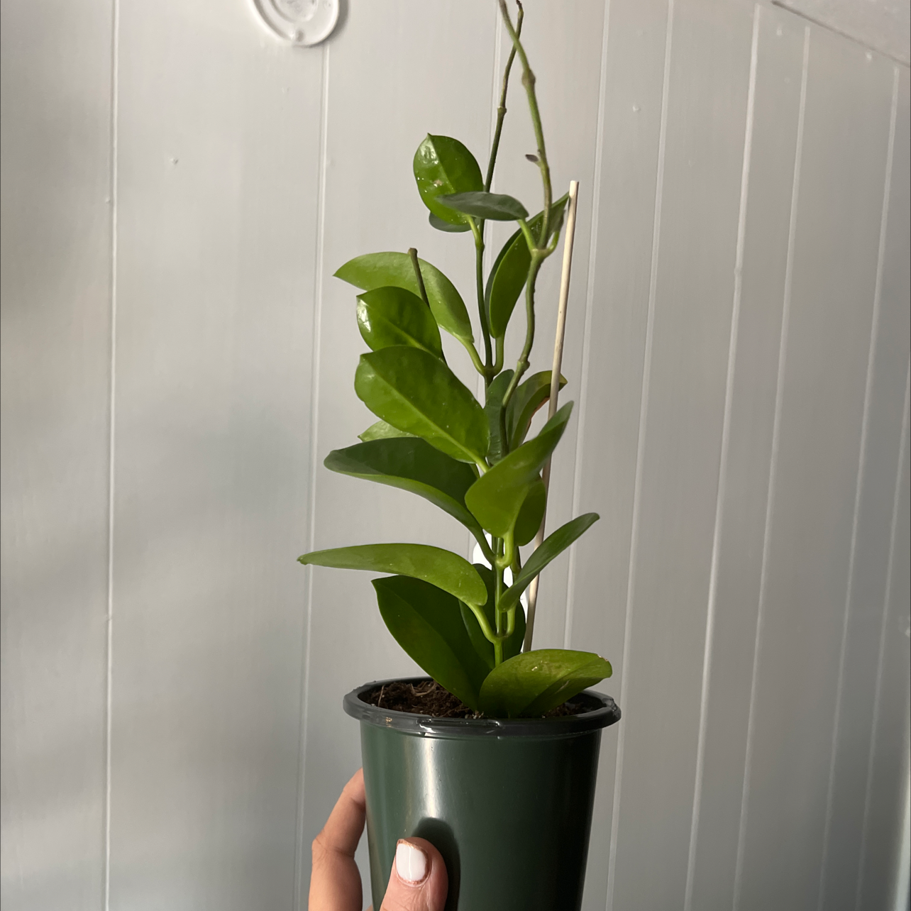 Photo of the plant species Hoya australis 'Silver Valley' by @ViankaPlants named Hoya Australis on Greg, the plant care app