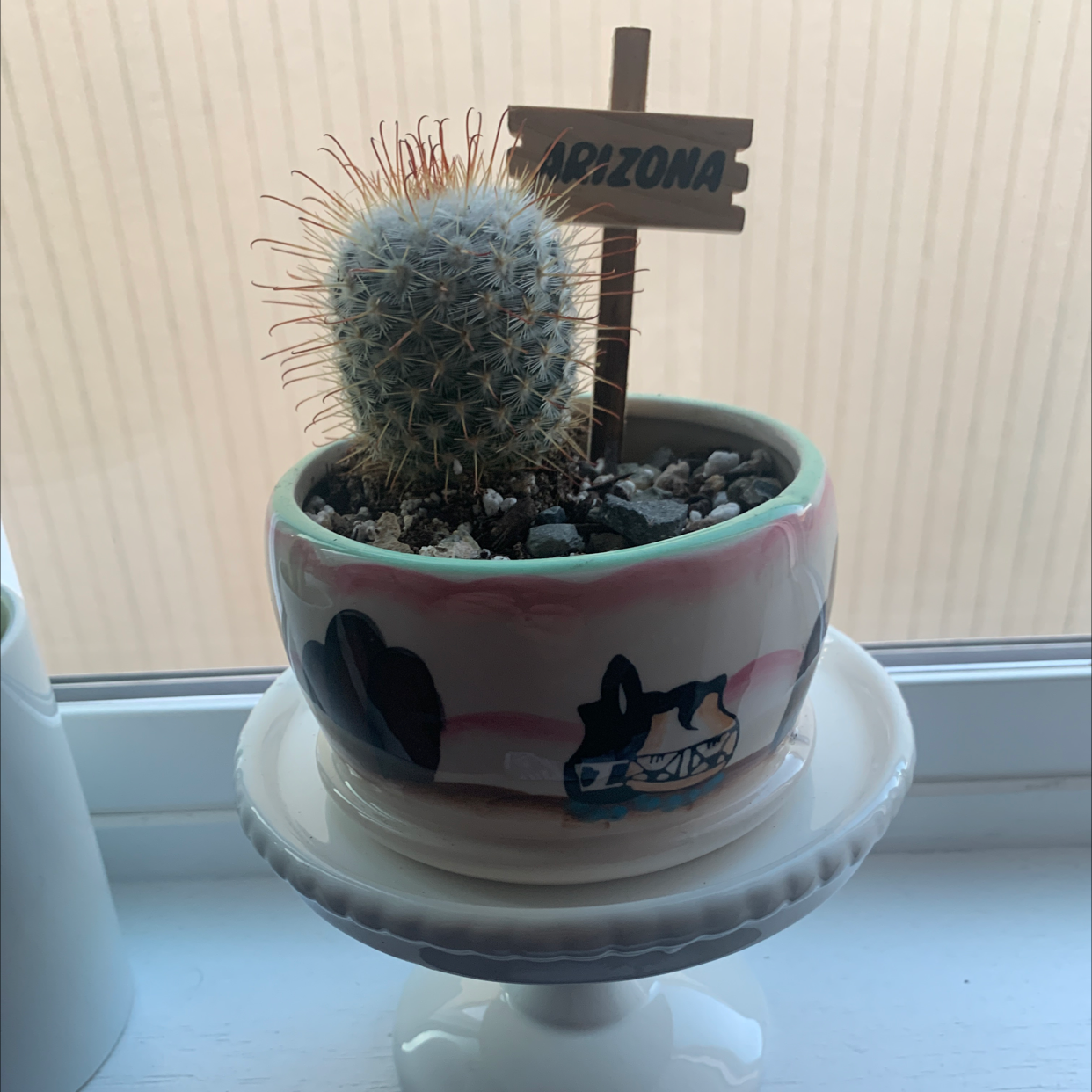 Mammillaria Haageana cactus in a decorative pot with an 'Arizona' sign.