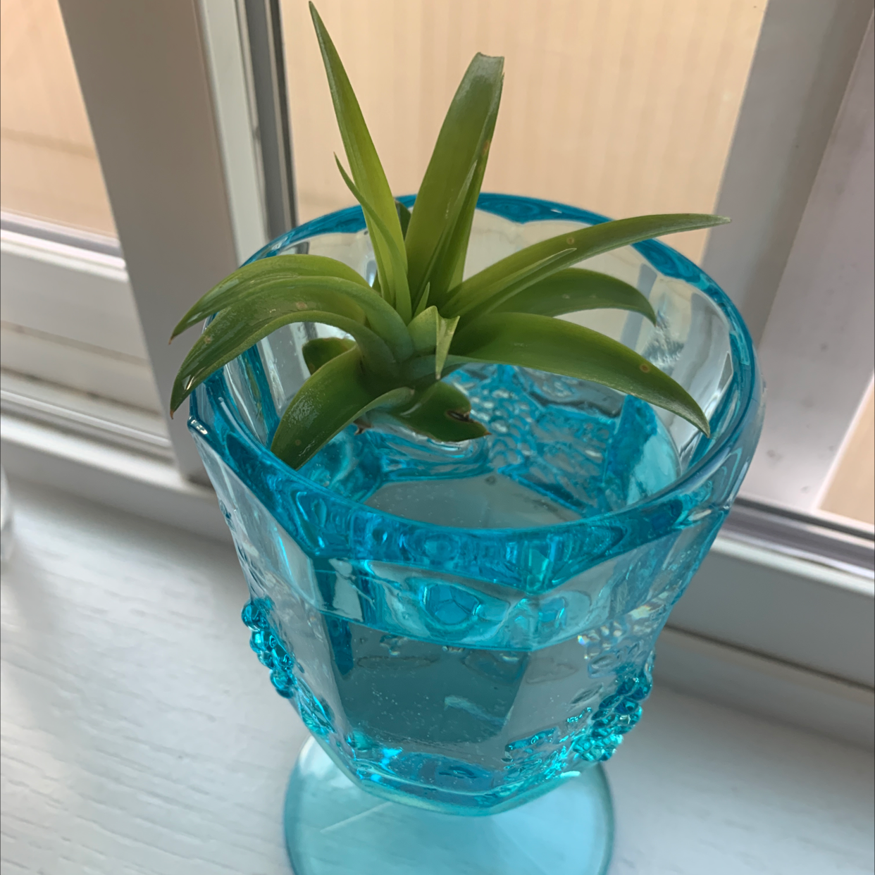 Photo of the plant species Tillandsia harrisii by @yungwue named Charles on Greg, the plant care app