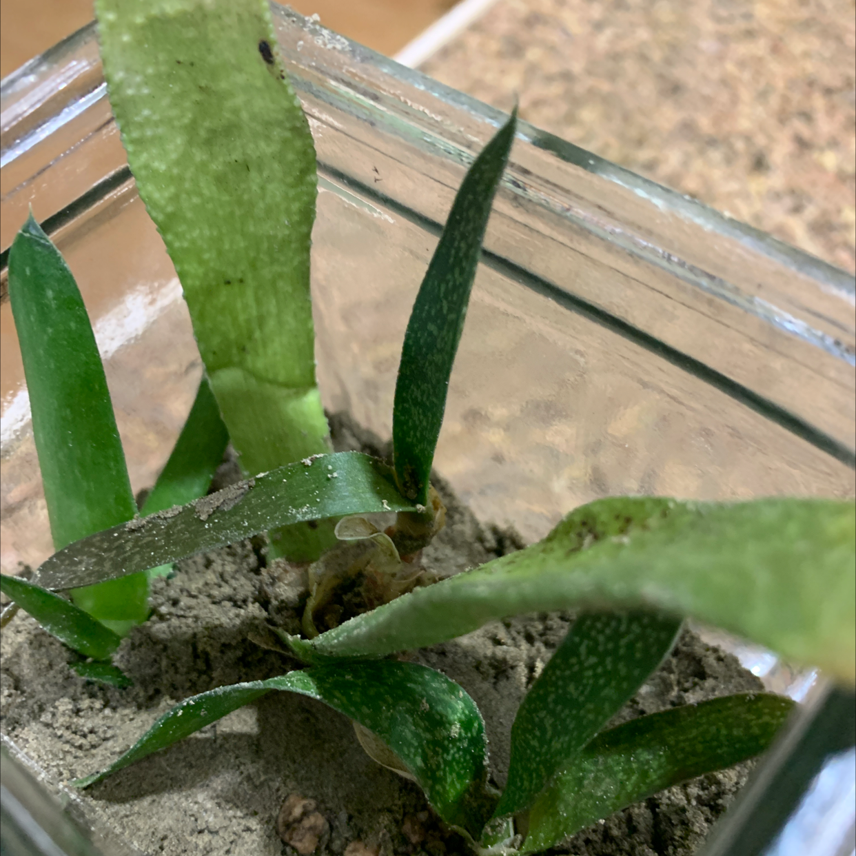 Bredasdorp Gasteria plant in a glass container with visible soil and some leaf discoloration.