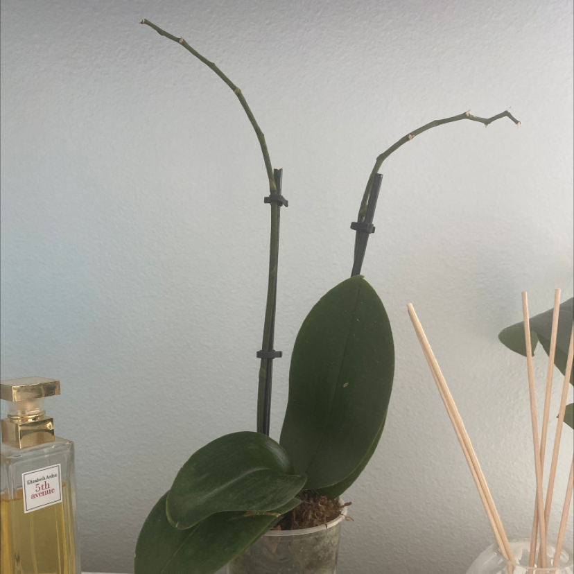 Photo of the plant species Chinese ground orchid by @IntegralApple named Doja Cat on Greg, the plant care app