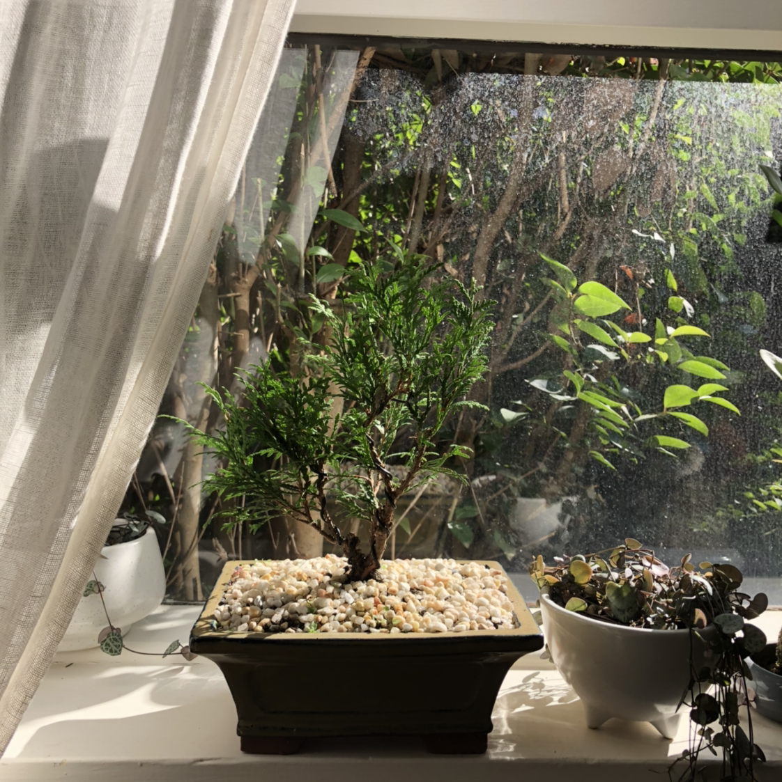 Photo of the plant species Bastard Cedar by @melmelanieb named Bonsai on Greg, the plant care app