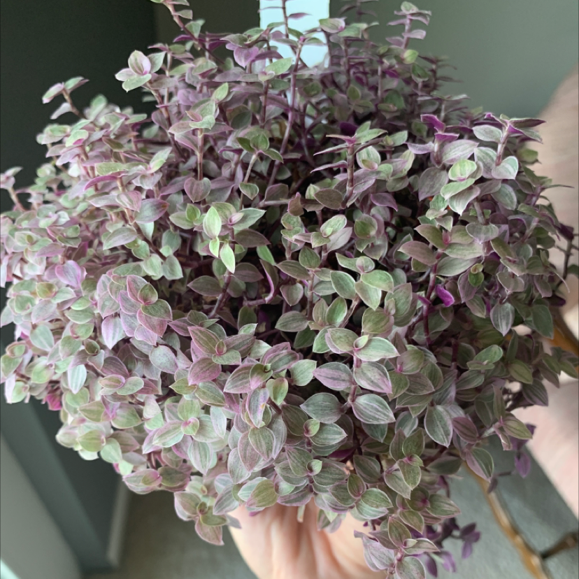 Lush purple and green Creeping Inch Plant held by hand to show vibrant leaf undersides. Specimen appears healthy and thriving.