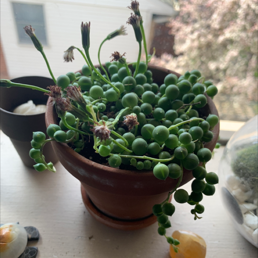 String of Pearls plant photo by @jv119253 named Athena on Greg, the plant care app.