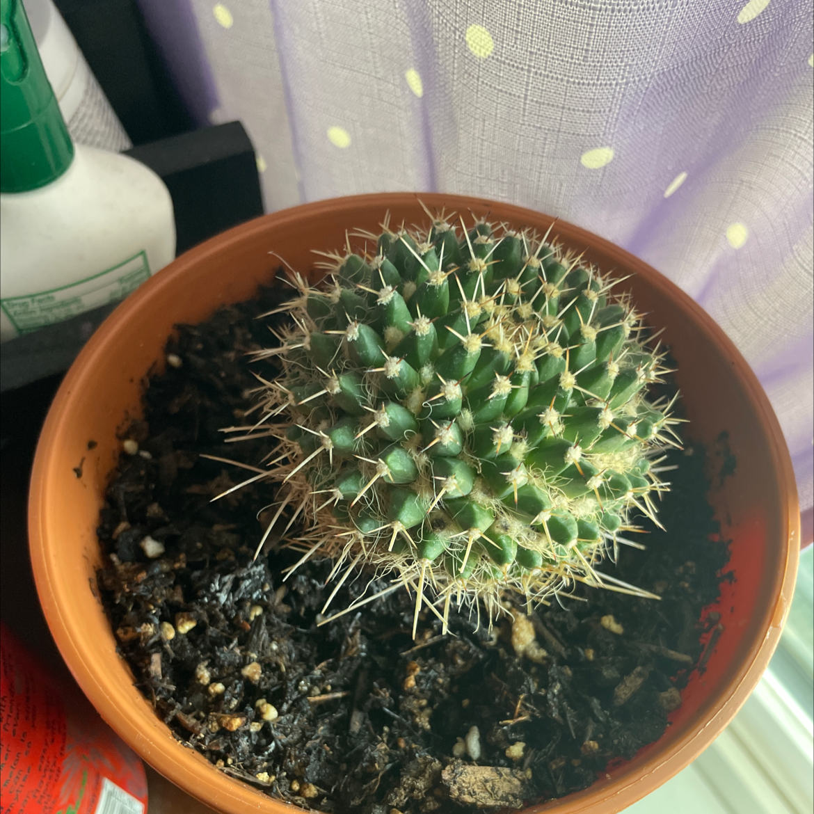 Photo of the plant species Mexican Pincushion by @SnappyCashew named Trevor on Greg, the plant care app