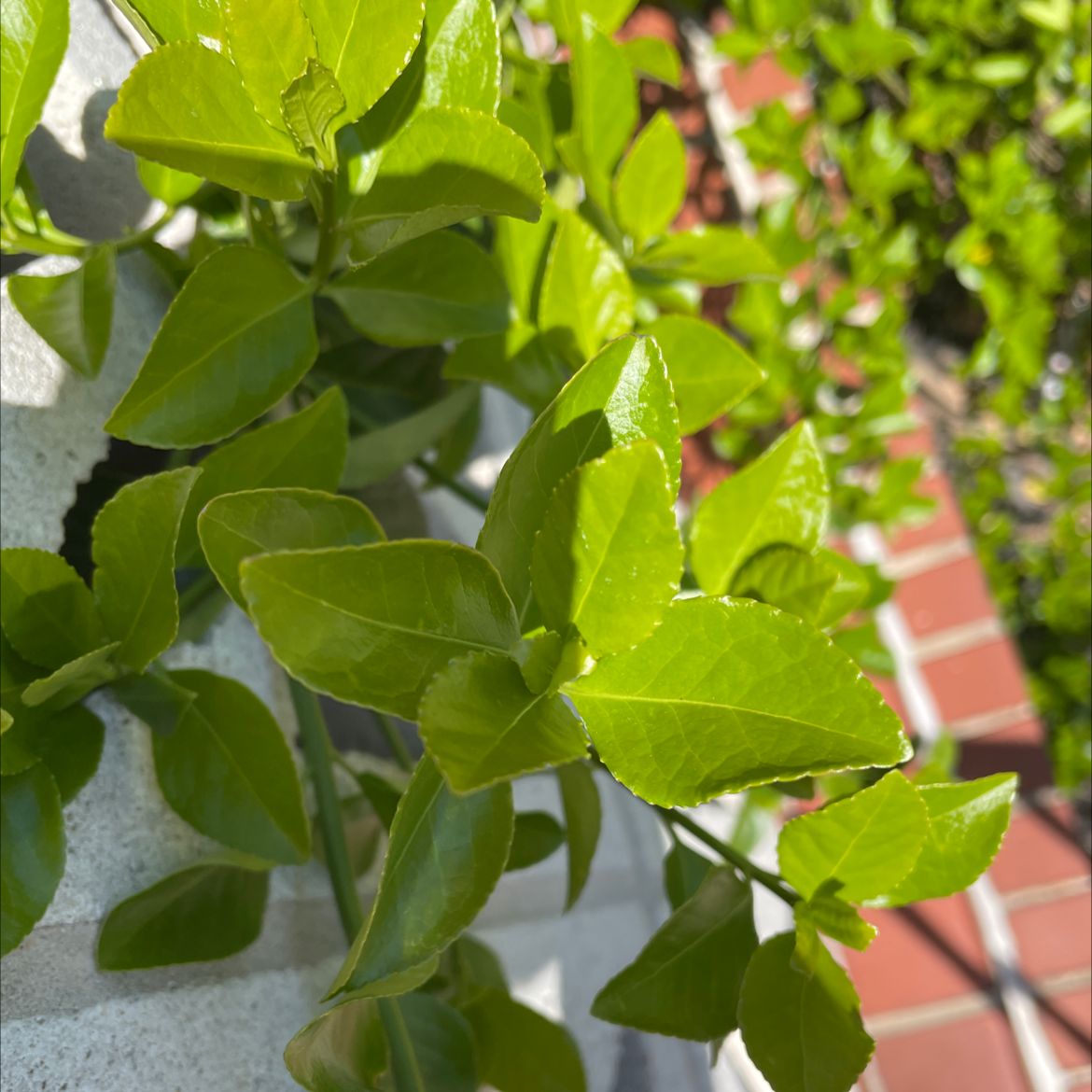 Fortune's Spindle plant with glossy green leaves growing against a wall.