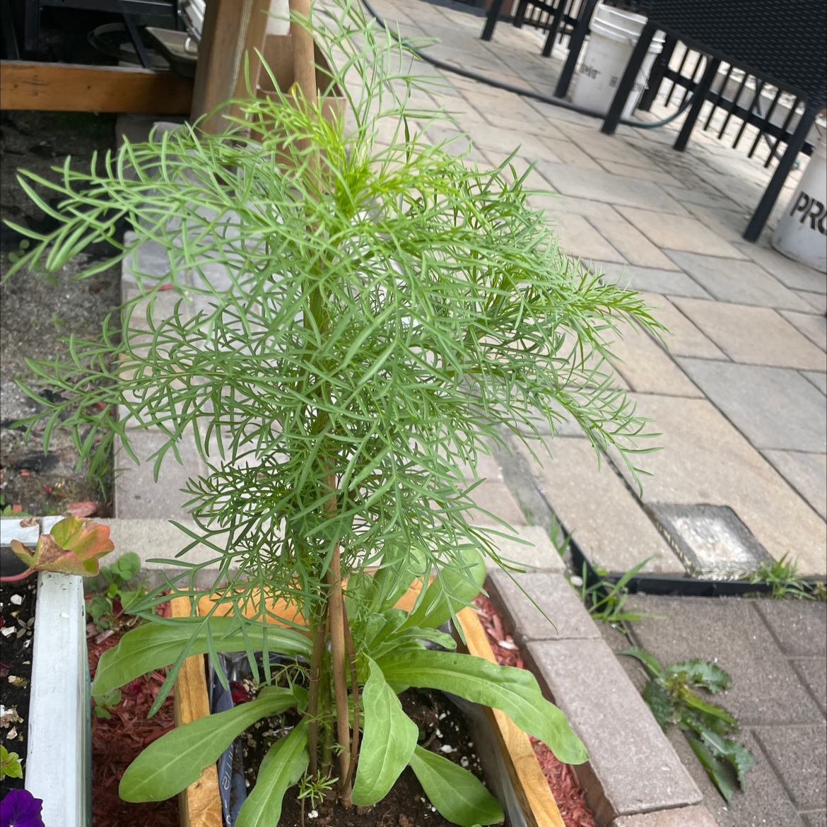Garden Cosmos plant in a rectangular planter with green foliage, no visible flowers.