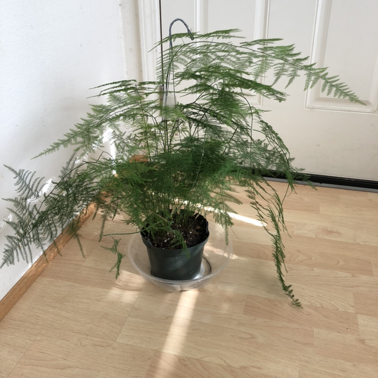 Asparagus Fern plant photo by Lana named Mr. Fern on Greg, the plant care app.