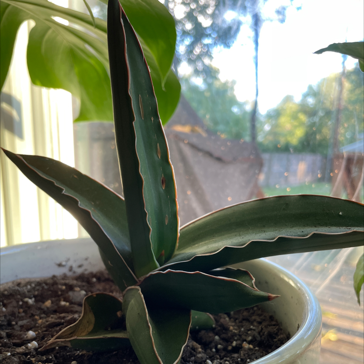 Samurai Dwarf Snake Plant in a pot with visible soil, well-framed and in focus.