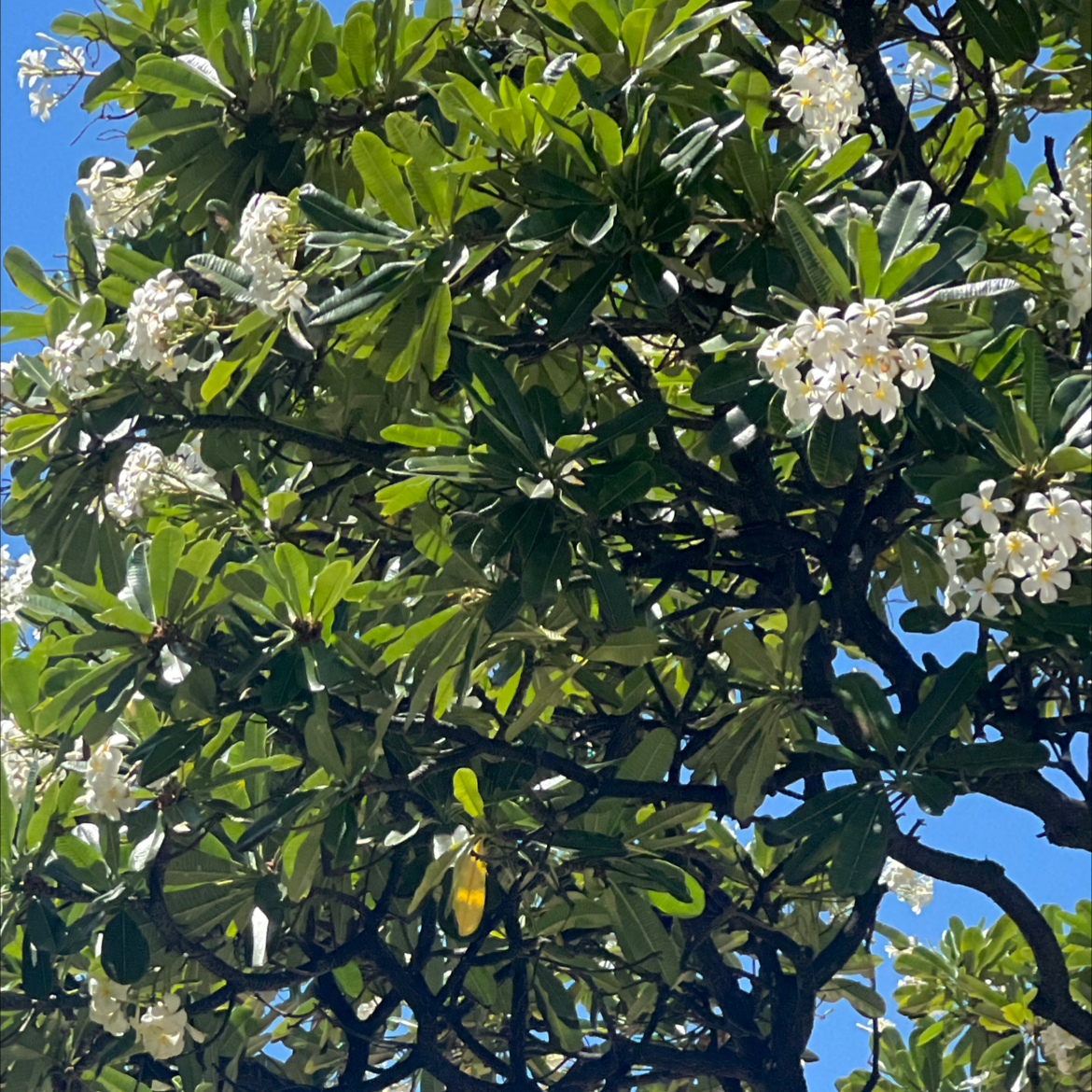 Singapore Graveyard Flower with dense green foliage and clusters of white flowers.