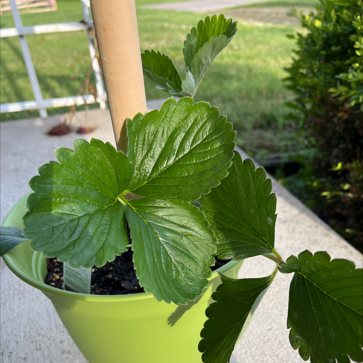 Healthy Mock Strawberry plant in a green pot with vibrant green leaves.