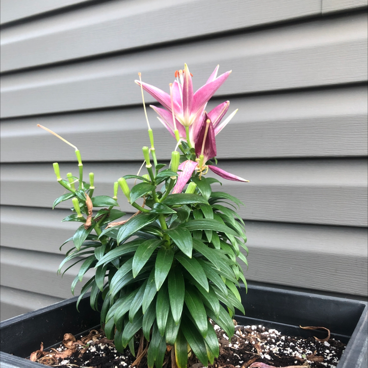 Photo of the plant species Sierra Tiger Lily by @erinjplants named Freddie on Greg, the plant care app