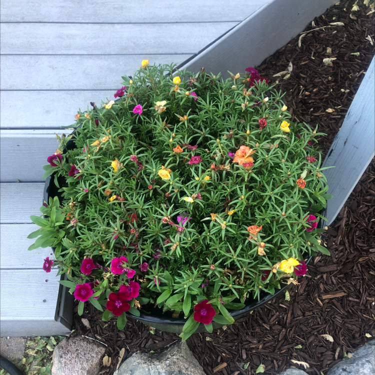 Photo of the plant species Floral Lace™ Hearts Of Fire Dianthus by @erinjplants named Kendall on Greg, the plant care app