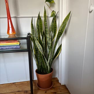 Snake Plant plant in Matawan, New Jersey
