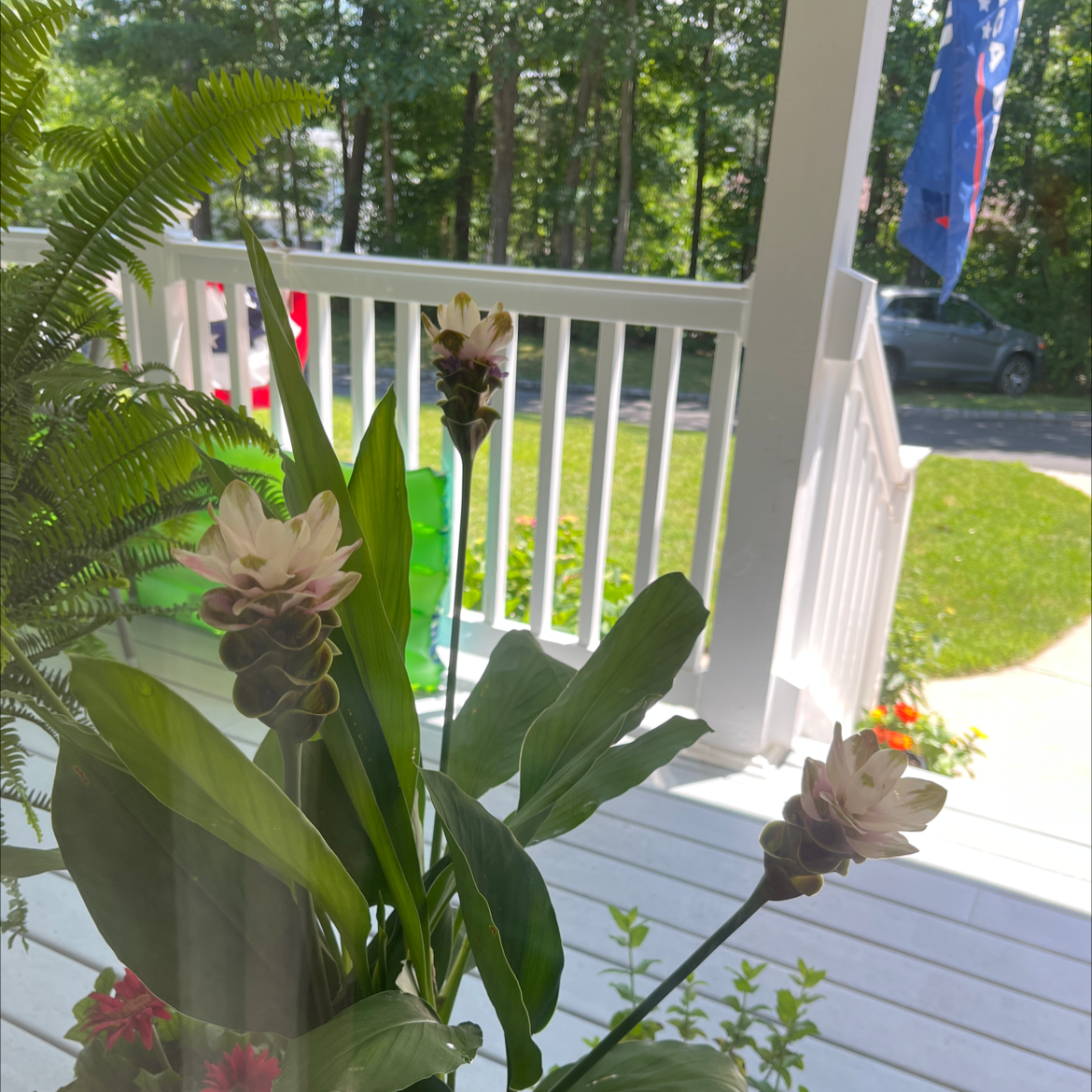Siam tulip plant with multiple flowers on a porch with a garden in the background.