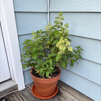 Panicle Hydrangea plant in Matawan, New Jersey