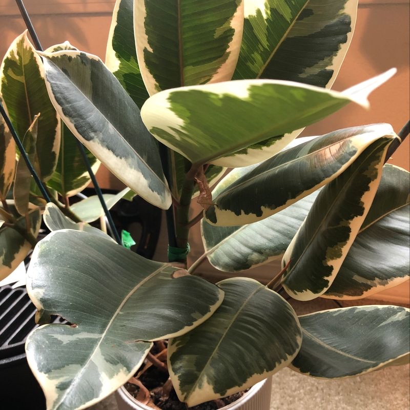 Close-up of a healthy variegated rubber plant with glossy green and white leaves, characteristic of the Ficus elastica species.