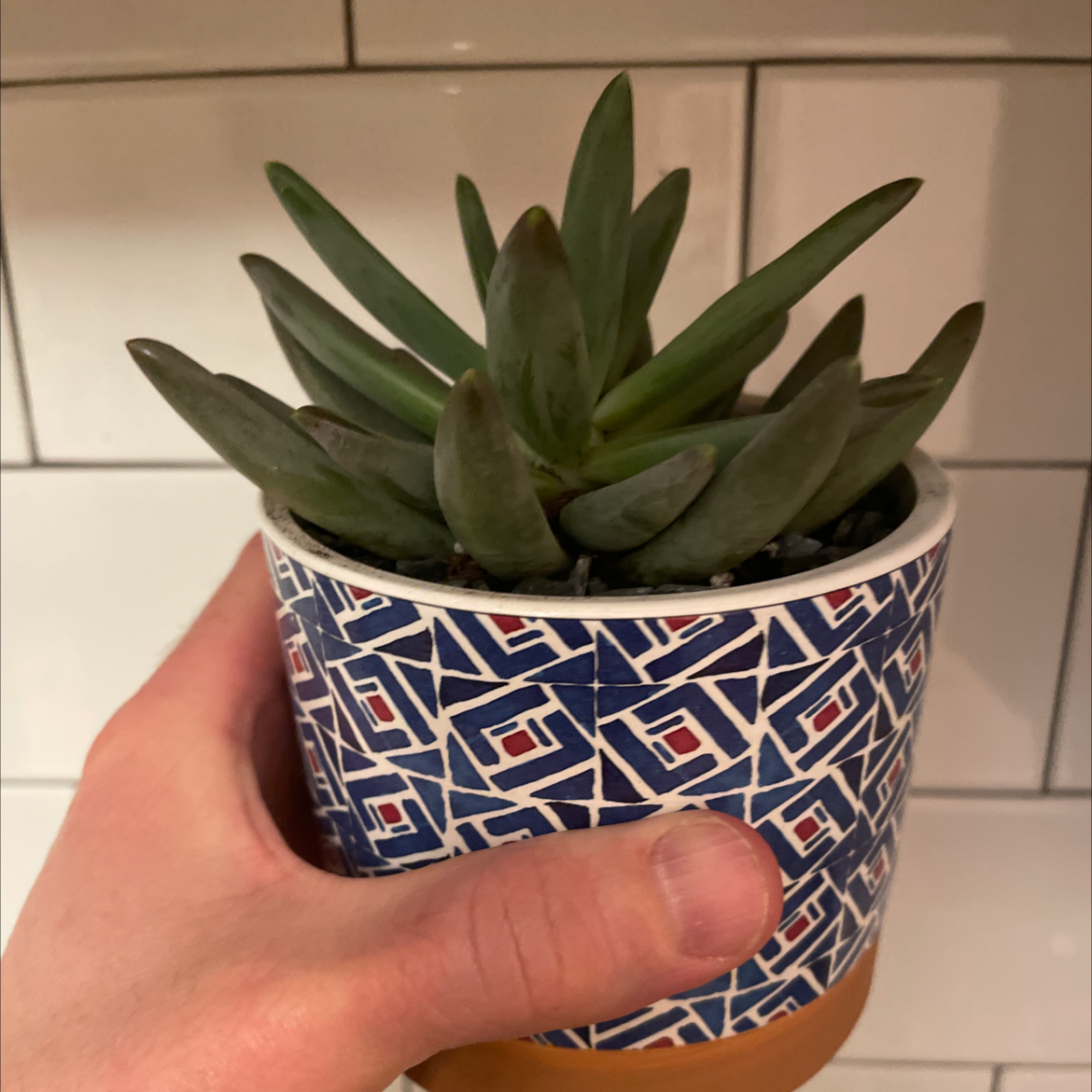Pachyphytum hookeri succulent in a decorative pot held by a hand.