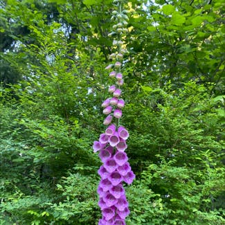 Common Foxglove plant in Somewhere on Earth